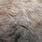 Real wild cat fur