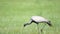 Real Wild Crane Birds Walking in Natural Meadow Habitat