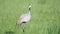 Real Wild Crane Birds Walking in Natural Meadow Habitat