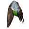 Real wild duck bird wing angel brown grey green blue white background