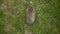 Real wild hedgehog walks on the grass view from above