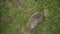 Real wild hedgehog walks on the grass view from above