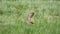 Real Wild Marmot in a Meadow Covered With Green Fresh Grass