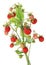 Real wild strawberries red ripe and green berries on one bush