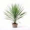 Real Yucca Palm Tree In Pot On White Surface