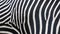 A real zebra`s black and white stripes - pattern