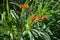 Realgar orchid blossoms in Shitiping tourist area, Taiwan Strait, Asia, China