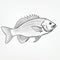 Realist Line Drawing Vector Illustration Of Fish In Black And White