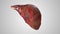 Realistic 3d animation of human damaged liver sick stages from healthy to liver cirrhosis