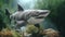 Realistic 3d Aquarium Sculpture: Large Shark On Rocks