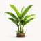 Realistic 3d Banana Plant In Wooden Pot - High-key Lighting