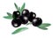 Realistic 3d boneless black olives with few leaves composition isolated on white