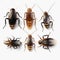Realistic 3d Cockroach Collection On Transparent Background