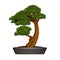 Realistic 3d Detailed Bonsai Pine in Container. Vector