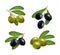 Realistic 3d Detailed Green and Black Olive Set. Vector