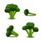 Realistic 3d Detailed Green Fresh Broccoli Set. Vector