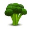 Realistic 3d Detailed Green Fresh Broccoli. Vector