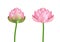 Realistic 3d Detailed Pink Lotus Flower Set. Vector