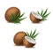 Realistic 3d Detailed Whole Coconut, Half and Green Leaf Set. Vector