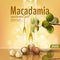 Realistic 3d macadamia nut oil cosmetic shell ad template. Branch leaves nutshell. Light golden sunny beauty care