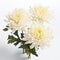 Realistic 3d Model Of White Chrysanthemum Flower On White Background