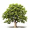 Realistic 3d Oak Tree Isolated On White Background