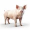 Realistic 3d Pig Clipart On White Background