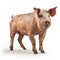 Realistic 3d Rendering Of A Brown Pig On White Background
