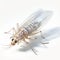 Realistic 3d Silverfish Illustration On Transparent Background