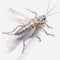 Realistic 3d Silverfish Renderings On Transparent Background