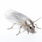 Realistic 3d Silverfish On Transparent Background