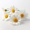 Realistic 3d White Daisies On White Background - High Quality Commercial Photography