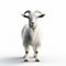 Realistic 3d White Goat Render On White Background