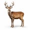 Realistic 8k 3d Rendering Of A Powerful Deer On White Background