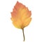 Realistic Alder Tree Leaf in Changing Fall Colors.