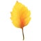 Realistic Alder Tree Leaf in Changing Fall Colors.