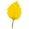 Realistic Alder Tree Leaf in Changing Fall Colors.