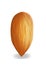 Realistic almond illustration, front of one nut