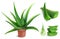 Realistic aloe plant. Aloe vera medicine potted plant, green cut pieces and leaves slices, cosmetology botany juice