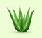 Realistic aloe vera stem with water drops. Green fresh plant. Cosmetics and skincare concept