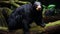 Realistic Anamorphic Art: Captivating Black Bears In Tropical Habitats