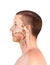 Realistic anatomical 3D illustration of emptied human head, larynology ENT, larynx, inside nostril, teeth