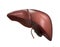 Realistic anatomical model of healthy human liver with gallbladder