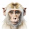Realistic Ape Face Illustration: Detailed And Serene Monkey Close-up