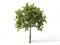 Realistic apple tree isolated on a white. 3d illustration