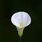 Realistic Arum Calla Lily. Isolated on a dark blur boke backround