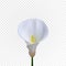 Realistic Arum Calla Lily. Isolated on transparent backround.