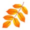 Realistic autumn leaf. Fall orange wood foliage, single decor element, fall botanical, isolated decorative yellow leaves