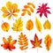 Realistic autumn leaves. Fall orange wood foliage of chestnut and maple. Oak and ash, linden and birch leaf isolated