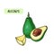 Realistic avocado.Summer tropical food for healthy lifestyle.Cartoon Whole fruit and half